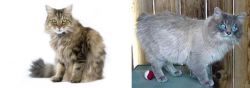 Ragamuffin vs Owyhee Bob - Breed Comparison