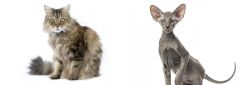 Ragamuffin vs Peterbald - Breed Comparison