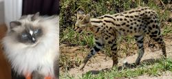 Ragdoll vs African Serval - Breed Comparison