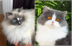 Ragdoll vs British Longhair - Breed Comparison