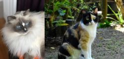 Ragdoll vs Calico - Breed Comparison