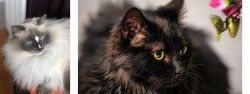 Ragdoll vs Chantilly/Tiffany - Breed Comparison