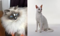 Ragdoll vs Cornish Rex - Breed Comparison