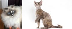 Ragdoll vs Devon Rex - Breed Comparison