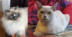 Ragdoll vs European Burmese - Breed Comparison