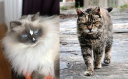 Ragdoll vs Farm Cat - Breed Comparison