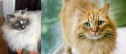 Ragdoll vs Ginger Tabby - Breed Comparison