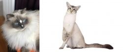 Ragdoll vs Javanese - Breed Comparison