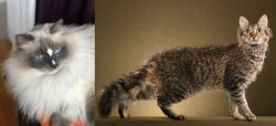 Ragdoll vs LaPerm - Breed Comparison