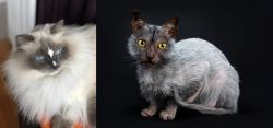 Ragdoll vs Lykoi - Breed Comparison