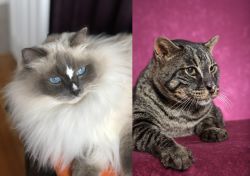 Ragdoll vs Machbagral - Breed Comparison