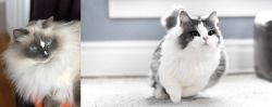 Ragdoll vs Munchkin - Breed Comparison