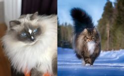 Ragdoll vs Norwegian Forest Cat - Breed Comparison