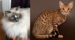 Ragdoll vs Ocicat - Breed Comparison