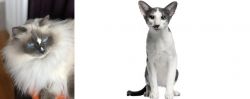 Ragdoll vs Oriental Bicolour - Breed Comparison