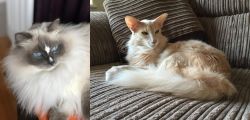 Ragdoll vs Oriental Longhair - Breed Comparison