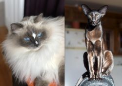 Ragdoll vs Oriental Shorthair - Breed Comparison