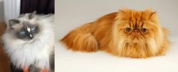 Ragdoll vs Persian - Breed Comparison