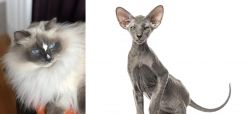 Ragdoll vs Peterbald - Breed Comparison