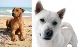 Rhodesian Ridgeback vs Kishu - Breed Comparison