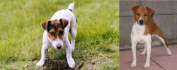 Russell Terrier vs Plummer Terrier - Breed Comparison