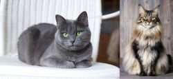 Russian Blue vs American Longhair - Breed Comparison