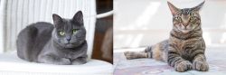 Russian Blue vs American Polydactyl - Breed Comparison