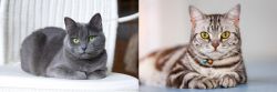 Russian Blue vs American Shorthair - Breed Comparison