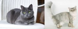 Russian Blue vs Asian Semi-Longhair - Breed Comparison
