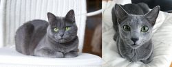 Russian Blue vs Blue Russian - Breed Comparison