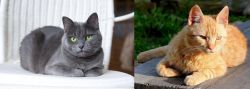 Russian Blue vs Brazilian Shorthair - Breed Comparison