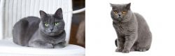 Russian Blue vs British Shorthair - Breed Comparison