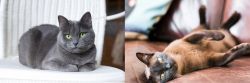 Russian Blue vs Burmese - Breed Comparison
