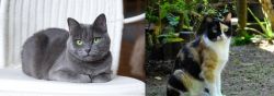 Russian Blue vs Calico - Breed Comparison