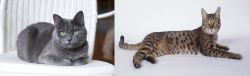 Russian Blue vs California Spangled Cat - Breed Comparison