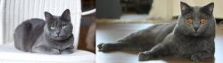 Russian Blue vs Chartreux - Breed Comparison