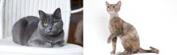 Russian Blue vs Devon Rex - Breed Comparison