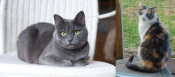 Russian Blue vs Dilute Calico - Breed Comparison