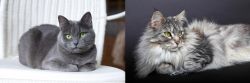 Russian Blue vs Domestic Longhaired Cat - Breed Comparison