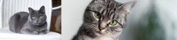 Russian Blue vs Domestic Shorthaired Cat - Breed Comparison