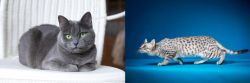 Russian Blue vs Egyptian Mau - Breed Comparison