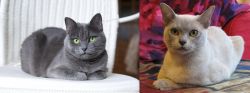 Russian Blue vs European Burmese - Breed Comparison
