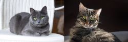 Russian Blue vs European Shorthair - Breed Comparison