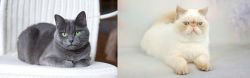 Russian Blue vs Exotic Shorthair - Breed Comparison