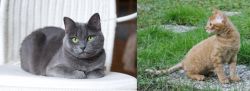 Russian Blue vs German Rex - Breed Comparison