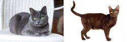 Russian Blue vs Havana Brown - Breed Comparison