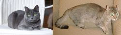Russian Blue vs Jaguarundi Curl - Breed Comparison