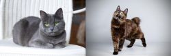 Russian Blue vs Japanese Bobtail - Breed Comparison