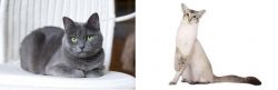 Russian Blue vs Javanese - Breed Comparison