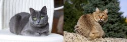 Russian Blue vs Jungle-Bob - Breed Comparison